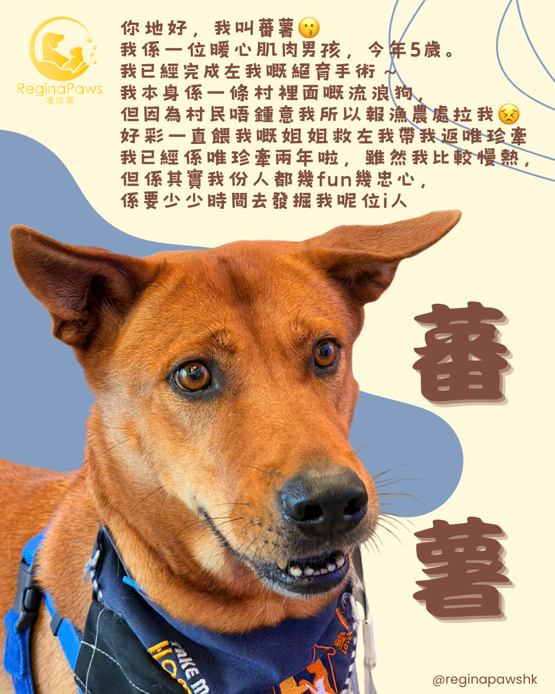 蕃薯